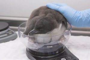 Baby Macaroni Penguin Photo