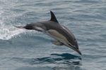 Common Dolphin - Facts, Habitat and Pictures