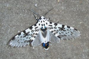 Giant Leopard Moth Picture