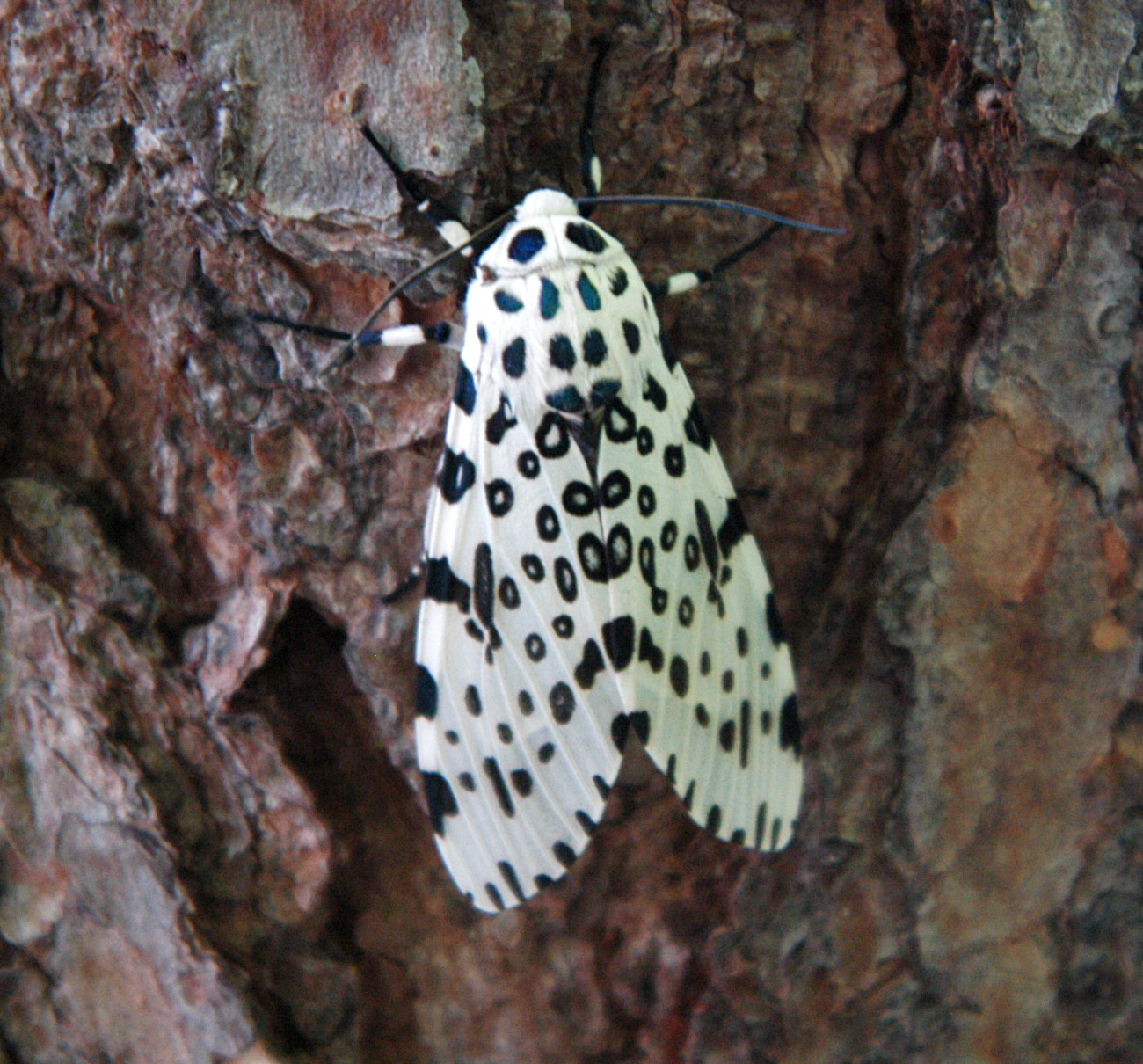 Giant Leopard Moth Habitat