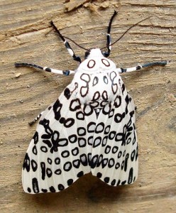 Pictures of Giant Leopard Moth
