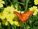 Gulf Fritillary Picture