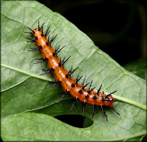 Gulf Fritillary Caterpillar Image