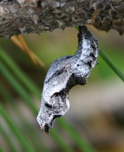 Gulf Fritillary Chrysalis Picture