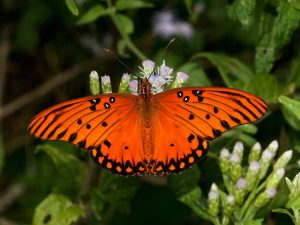 Images of Gulf Fritillary