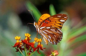 Photos of Gulf Fritillary