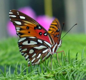 Pictures of Gulf Fritillary