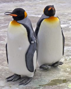 King Penguin Picture