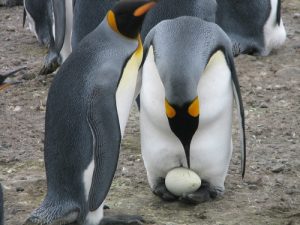 King Penguin Egg Image