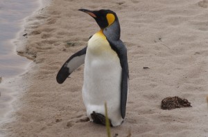 Images of King Penguin