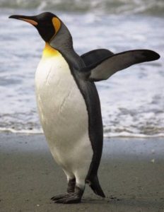 Photos of King Penguin