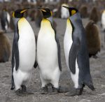 Pictures of King Penguin