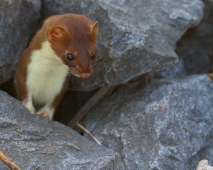 Least Weasel Picture