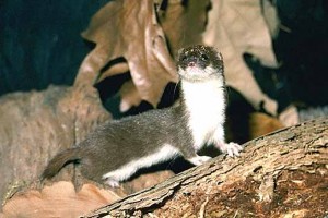 Images of Least Weasel