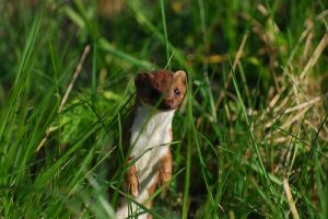 Photos of Least Weasel