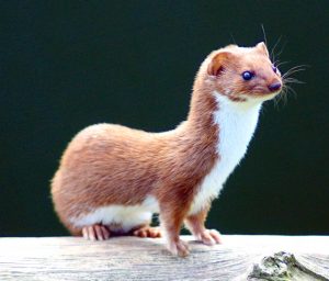 Pictures of Least Weasel