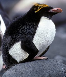 Macaroni Penguin Picture