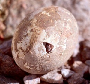 Macaroni Penguin Egg Image