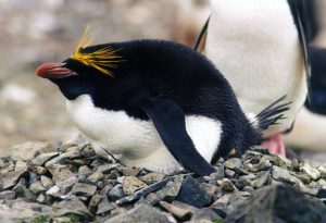 Images of Macaroni Penguin