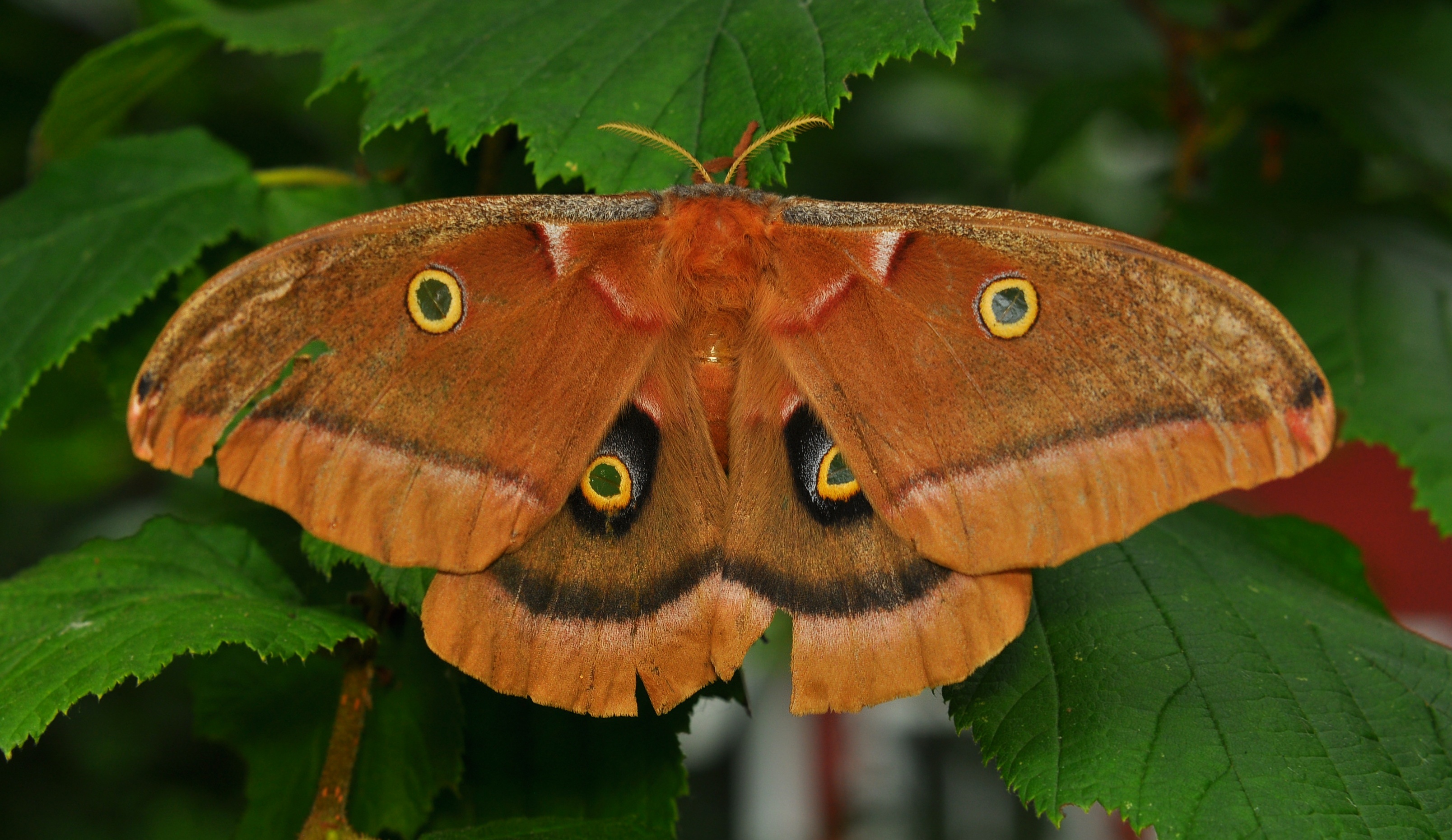 Polyphemus-Moth.jpg