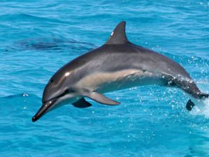 Spinner Dolphin Picture