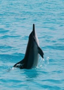 Images of Spinner Dolphin