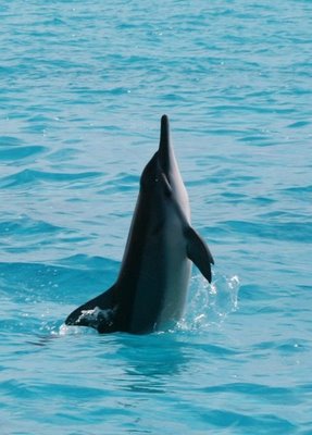 Images of Spinner Dolphin