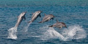 Spinner Dolphin Jumping Image