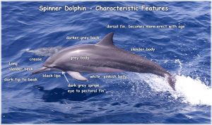 Photos of Spinner Dolphin