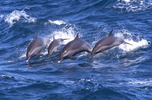 Pictures of Spinner Dolphin