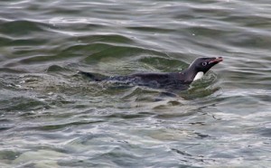 Swimming Adelie Penguin Image