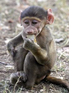 Baby Chacma Baboon Image