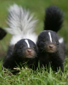 Baby Striped Skunk Image