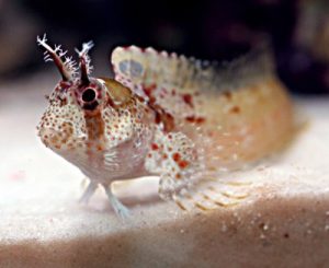 Blenny Fish Picture