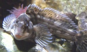 Images of Blenny Fish