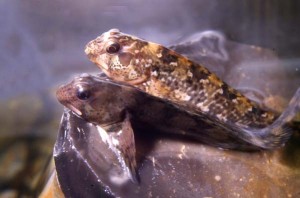 Photos of Blenny Fish