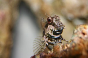 Pictures of Blenny Fish