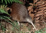 Pictures of Brown Kiwi