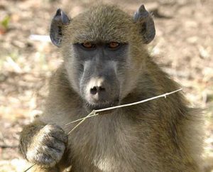 Chacma Baboon Picture