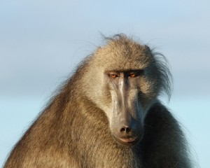 Images of Chacma Baboon