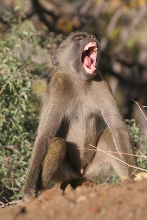 Photos of Chacma Baboon