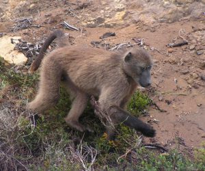 Pictures of Chacma Baboon