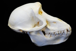 Chacma Baboon Skull Photo