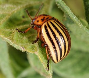 Colorado potato beetle Picture