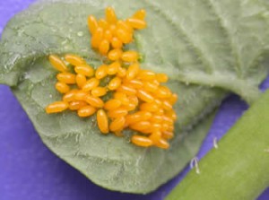 Colorado potato beetle Eggs Image