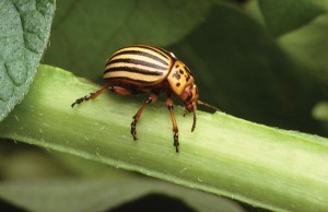 Images of Colorado potato beetle