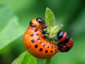 Colorado potato beetle Larvae Image