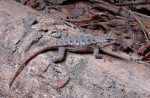 Images of Eastern fence lizard