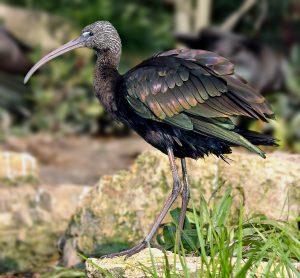 Glossy Ibis Picture