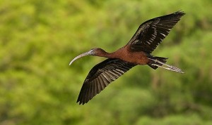 Glossy Ibis Flying Photo